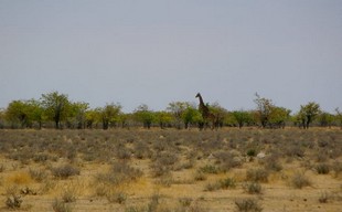 631 Namibia Okt 2006 Giraffe.JPG